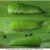 iph podalirius larva2 volg2